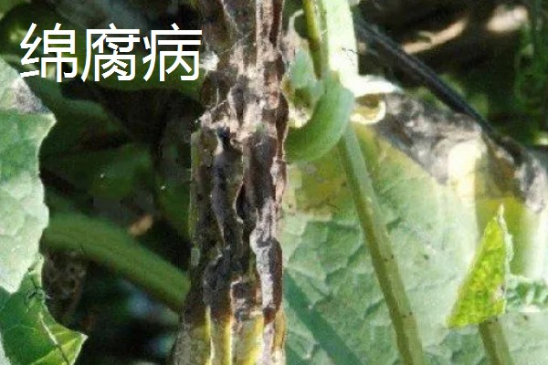 丝瓜的栽培技术要点,播种前先晒种2-3天