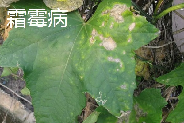 丝瓜的栽培技术要点,播种前先晒种2-3天