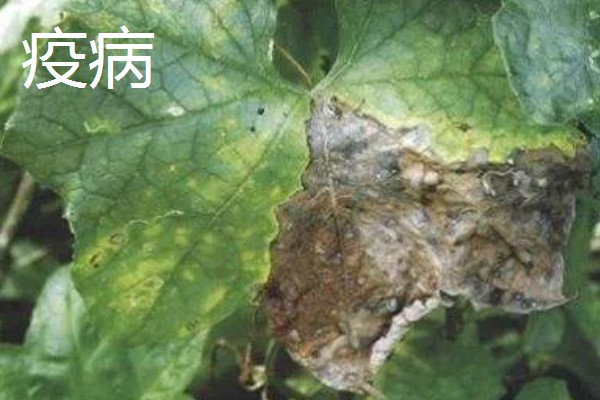 丝瓜的栽培技术要点,播种前先晒种2-3天