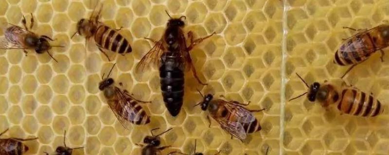 南方养蜜蜂用哪种蜂王,根据当地气候条件选择