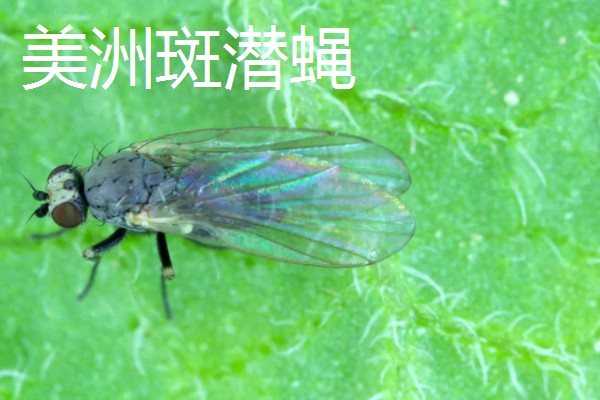 丝瓜的栽培技术要点,播种前先晒种2-3天