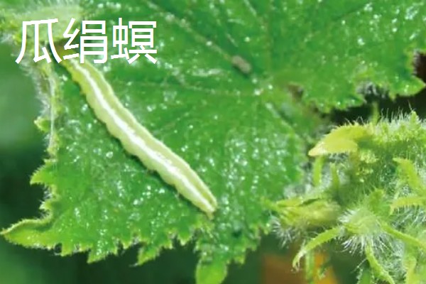 丝瓜的栽培技术要点,播种前先晒种2-3天