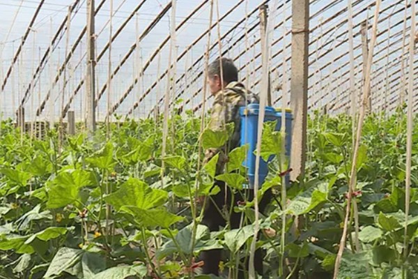 丝瓜的栽培技术要点,播种前先晒种2-3天