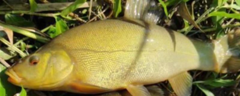 丁桂鱼适合在哪些地区养殖，0-40°C的水域中都可以生长