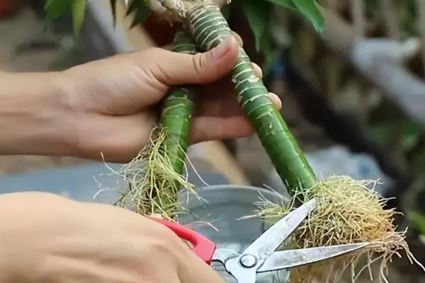 富贵竹烂根水臭怎么处理,要将烂掉的根部切掉