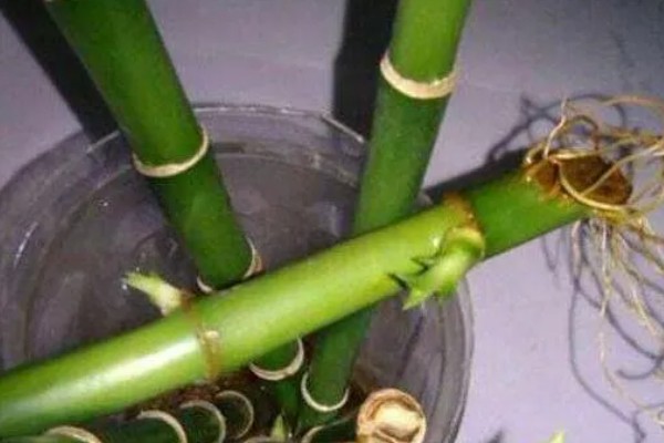 富贵竹烂根水臭怎么处理,要将烂掉的根部切掉