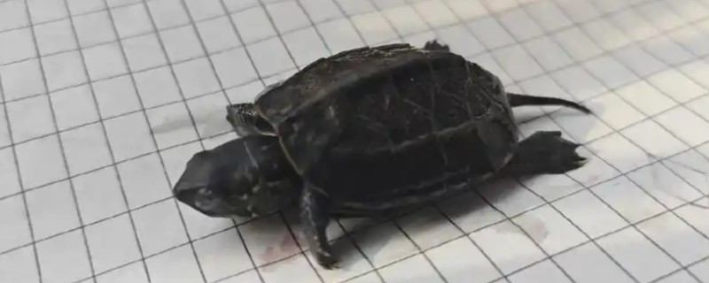 墨龟的简介，雄龟性成熟后全身会变成墨黑色
