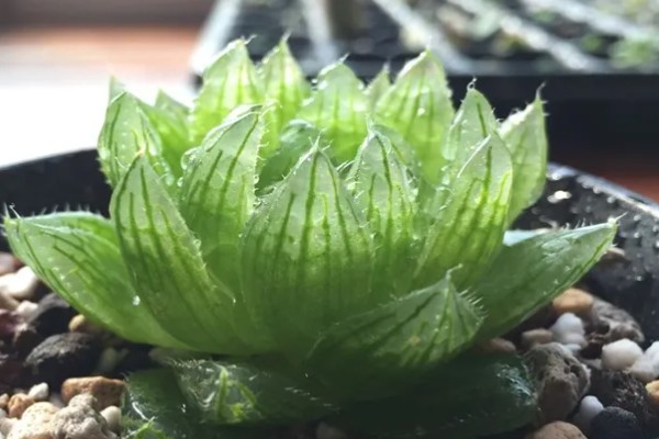 怎么养水晶多肉，适合生长在较为湿润的环境中
