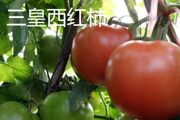 广西永福县的特产，有三皇西红柿、黄竹笋等