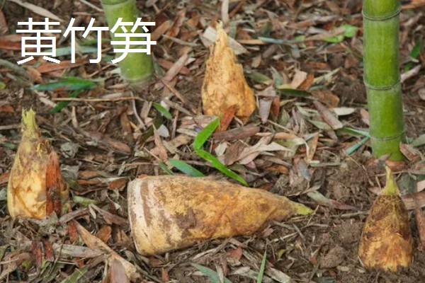 广西永福县的特产，有三皇西红柿、黄竹笋等