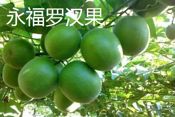 广西永福县的特产，有三皇西红柿、黄竹笋等
