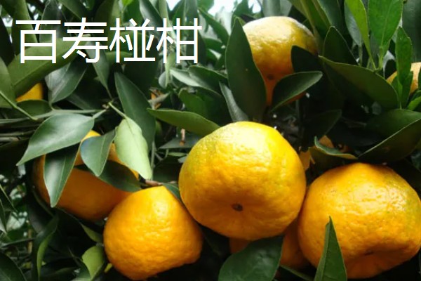 广西永福县的特产，有三皇西红柿、黄竹笋等