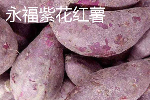 广西永福县的特产，有三皇西红柿、黄竹笋等