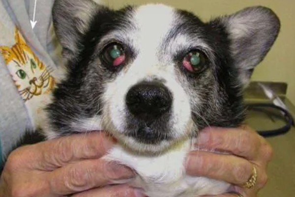 犬猫眼球脱出的临床症状，眼球外鼓于眼睑外不可自行缩回