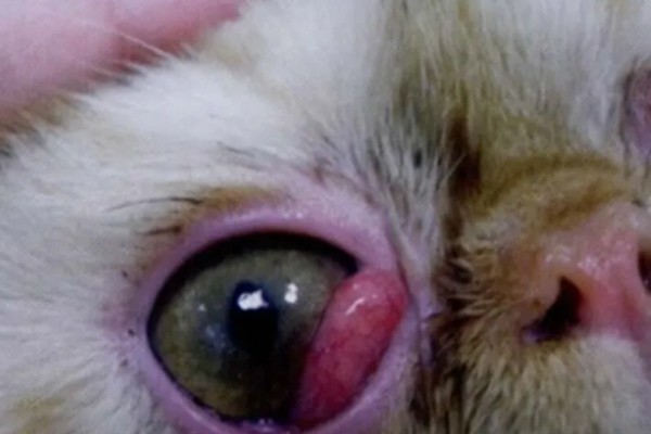 犬猫眼球脱出的临床症状，眼球外鼓于眼睑外不可自行缩回