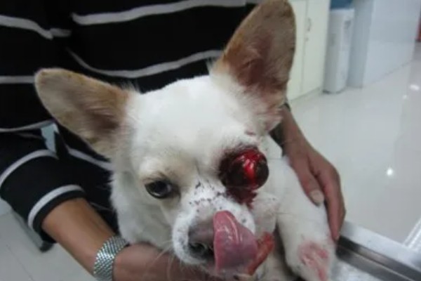 犬猫眼球脱出的临床症状，眼球外鼓于眼睑外不可自行缩回