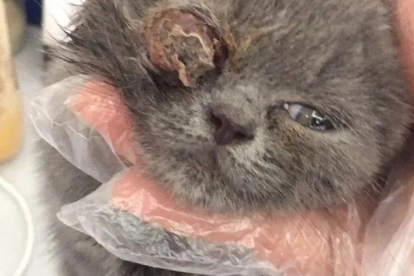犬猫眼球脱出的临床症状，眼球外鼓于眼睑外不可自行缩回