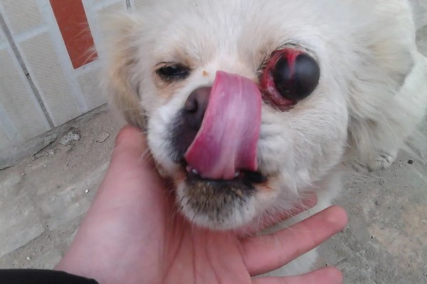 犬猫眼球脱出的临床症状，眼球外鼓于眼睑外不可自行缩回