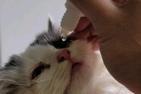 犬猫眼球脱出的临床症状，眼球外鼓于眼睑外不可自行缩回