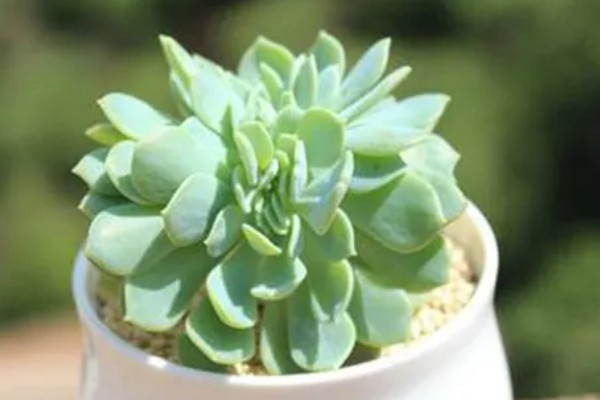 千羽鹤怎么养殖,春秋季节让土壤处于微湿状态