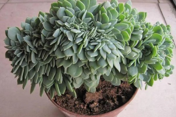 千羽鹤怎么养殖,春秋季节让土壤处于微湿状态