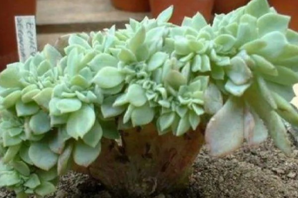 千羽鹤怎么养殖,春秋季节让土壤处于微湿状态