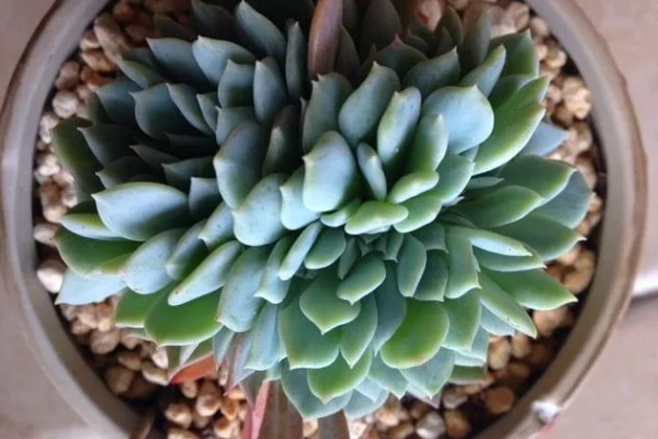 千羽鹤怎么养殖,春秋季节让土壤处于微湿状态