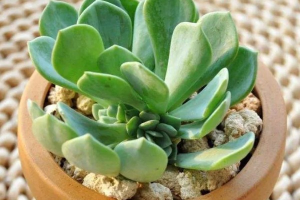 千羽鹤怎么养殖,春秋季节让土壤处于微湿状态