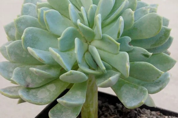 千羽鹤怎么养殖,春秋季节让土壤处于微湿状态