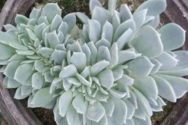 千羽鹤怎么养殖,春秋季节让土壤处于微湿状态