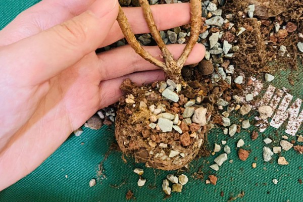 千羽鹤怎么养殖,春秋季节让土壤处于微湿状态