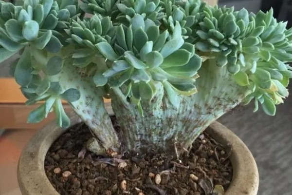 千羽鹤怎么养殖,春秋季节让土壤处于微湿状态