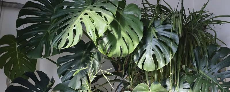 怎么养殖龟背竹，春秋季节每隔2-3天浇一次水
