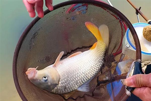 鲤鱼有哪些种类，有团鲤、草鲤、锦鲤等