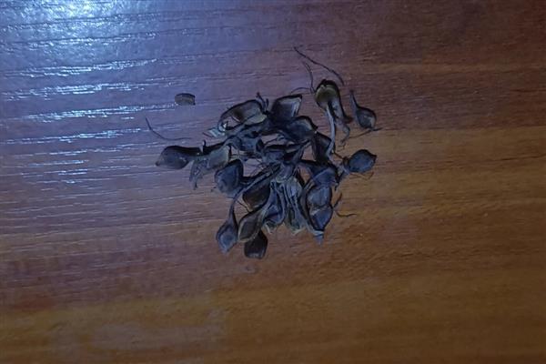 铁线莲冬季要剪枝吗,春季开花的品种要在入冬前把过密的枝条剪除