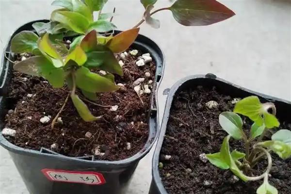 铁线莲冬季要剪枝吗,春季开花的品种要在入冬前把过密的枝条剪除