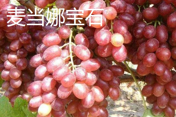 日本的葡萄品种,常见的有麦当娜宝石、黑王等