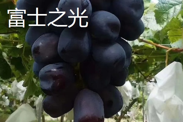 日本的葡萄品种,常见的有麦当娜宝石、黑王等