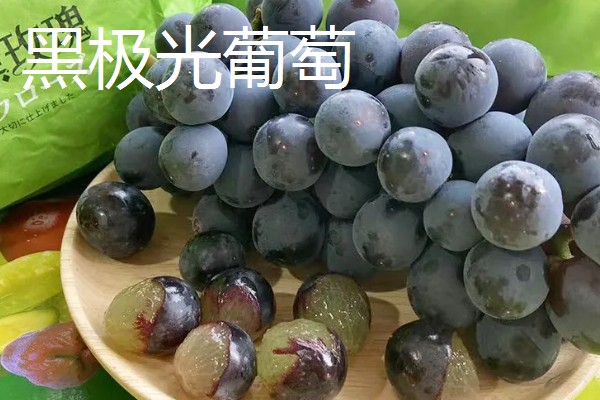 日本的葡萄品种,常见的有麦当娜宝石、黑王等