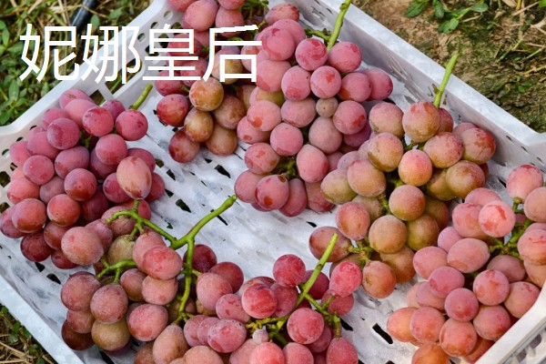 日本的葡萄品种,常见的有麦当娜宝石、黑王等