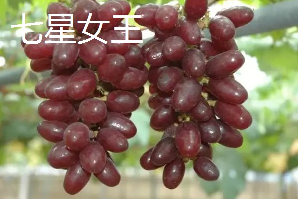 日本的葡萄品种,常见的有麦当娜宝石、黑王等