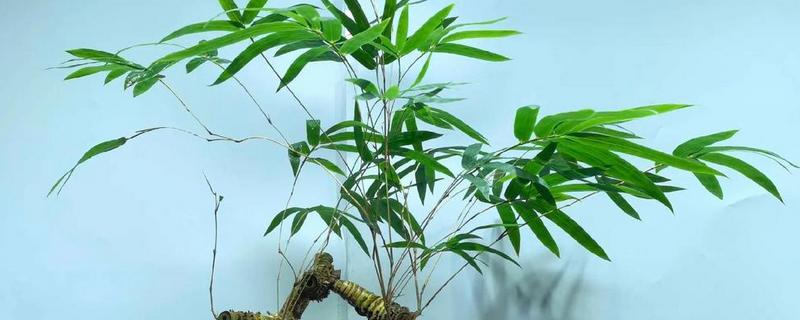 楠竹如何种植，选择沙质土壤种植
