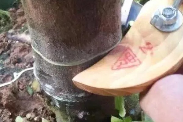 垂丝海棠不开花如何处理,缺光要将它放在阳光充足的地方