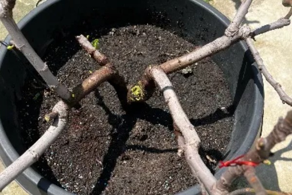 垂丝海棠不开花如何处理,缺光要将它放在阳光充足的地方