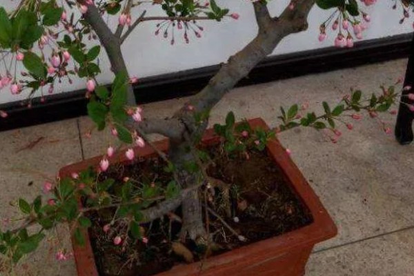 垂丝海棠不开花如何处理,缺光要将它放在阳光充足的地方