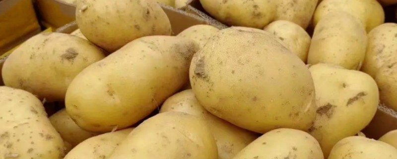 土豆一年能种几次，一年可以种2次