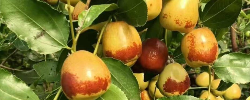 冬枣结果所需时间，种植后经过3-5年才能挂果
