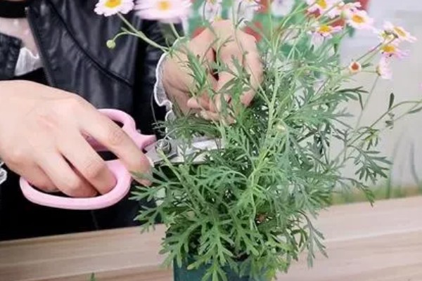 玛格丽特花的繁殖方法,扦插是主要方式