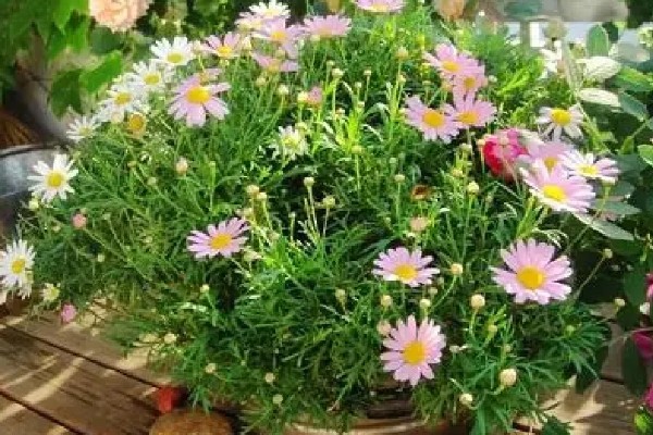 玛格丽特花的繁殖方法,扦插是主要方式