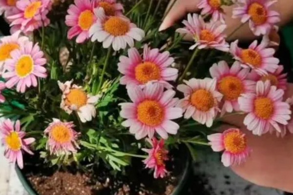 玛格丽特花的繁殖方法,扦插是主要方式